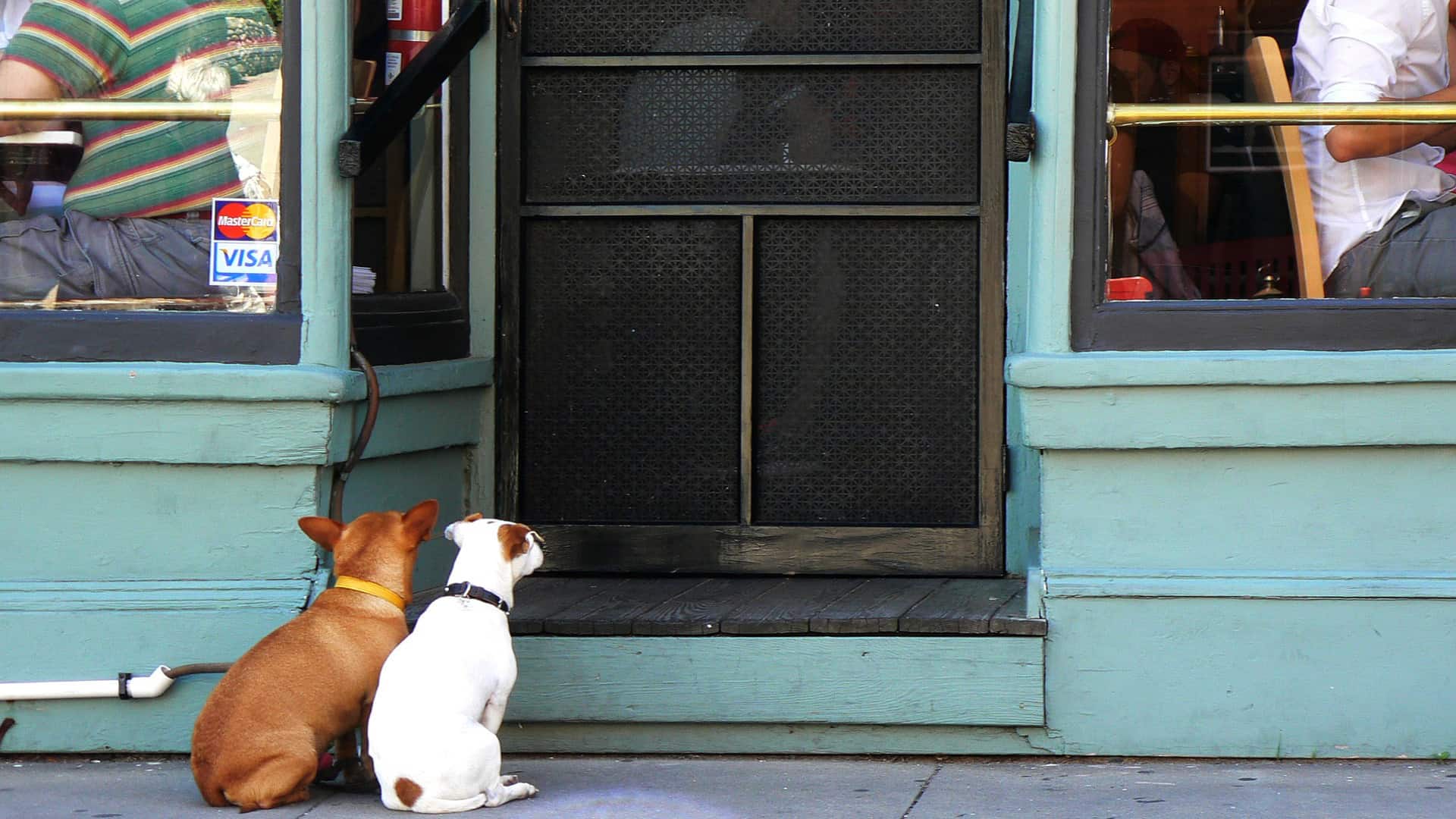 A partir de mayo los perros podrán entrar en los restaurantes de Portugal